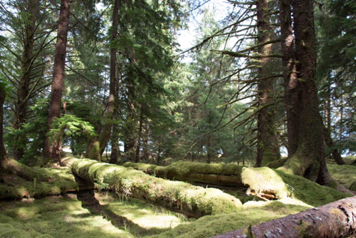 Haida Gwaii is full of natural beauty