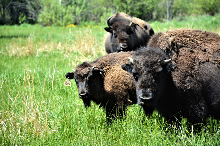 Bison in Rocky Mountain House