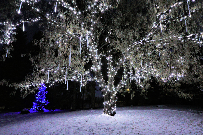 Winter Lights Festival