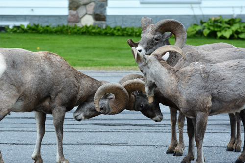 big horn sheep in Radium