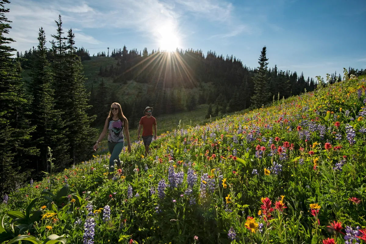 hiking wildflowers Sun Peaks