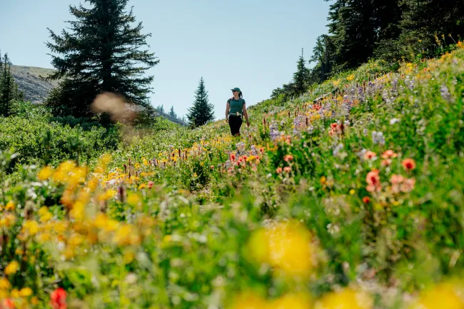Hiking through wildflowers on Gil's Trail, via chairlift at Sun Peaks Resort.