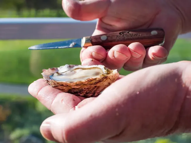 shucking an oyster at Osoyoos Oyster Fest